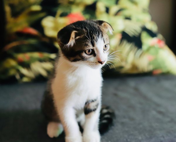 Mastering Feeding Strategies: Effective Ways to Control Hypoglycemia in Diabetic Cats