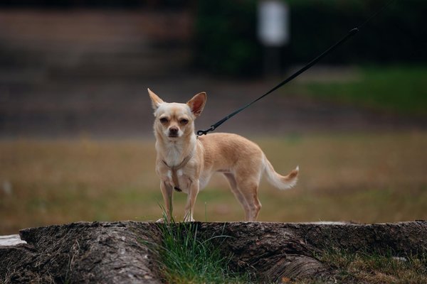 Building Stag Beetle Sanctuaries: A Guide for UK Garden Enthusiasts to Support Declining Populations